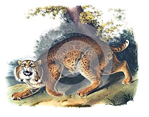 American wild cat illustration