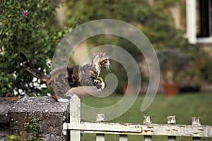 American Wirehair Domestic Cat, Adult jumping over Fence