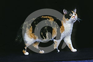 American Wirehair Domestic Cat, Adult standing against Black Background