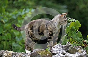 American Wirehair Domestic Cat, Adult standing on Wall photo