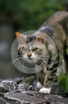 American Wirehair Domestic Cat walking on Wall photo