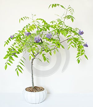 American Wisteria Flowering Bonsai Tree