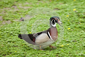 American Wood Duck