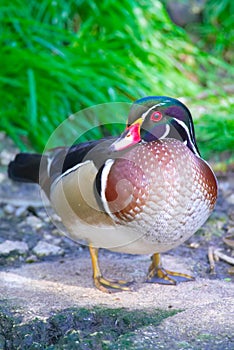 American wood duck