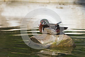 American Wood Duck - Aix sponsa