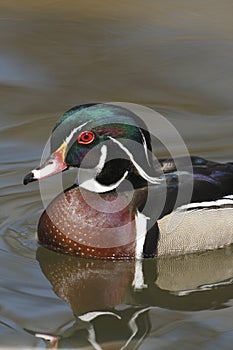 American Wood Duck (Aix sponsa)