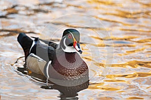 American Wood Duck - Aix sponsa Male American Wood Duck in a pond