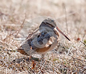 American Woodcock