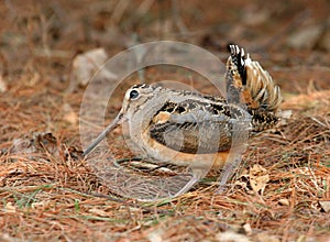 American Woodcock Courtship
