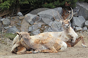 American woodland caribou