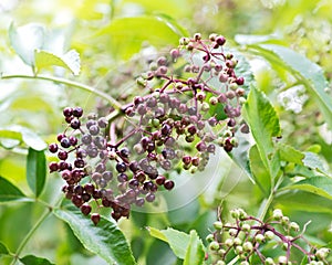 American Wyldewood Elderberry perennial shrub.