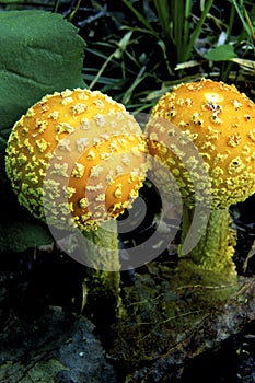 American Yellow Fly Agaric     26621