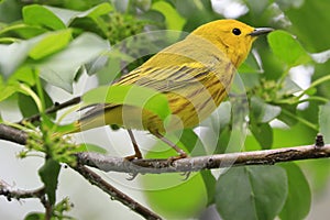 American Yellow Warble sitting on a tree brunch photo