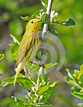 American Yellow Warble sitting on a tree brunch photo