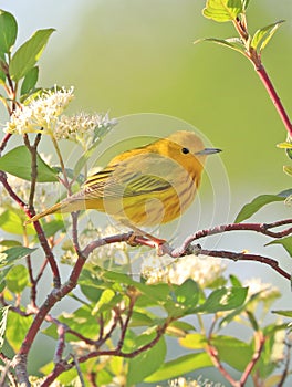 American Yellow Warble sitting on a tree brunch with green background photo