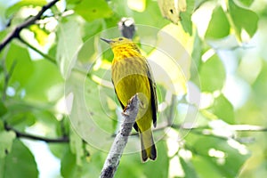 American yellow warbler on Isabela Island