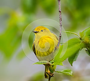 American Yellow Warbler perched on a branch in Magee Marsh