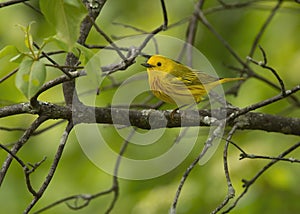 American yellow warbler Setophaga petechia