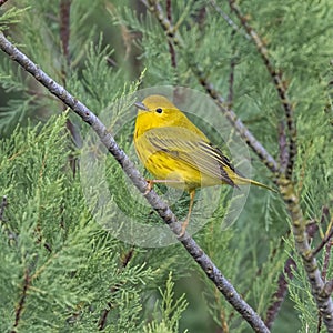 American yellow warbler