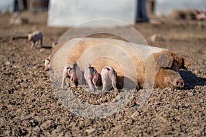 American Yorkshire pig mother with its piglets lying on the ground, sunlit grass, farm background