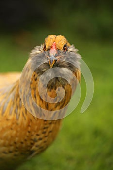 Americana Easter egger hen looking forward