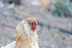 Americana hen, chicken portrait, a blue egg layer