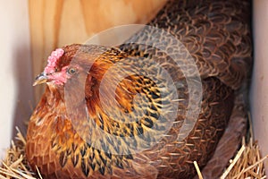 Americana Hen on Nest