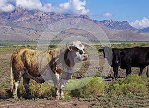 Steer and Cows in New Mexico with Mountains in Rear Americana