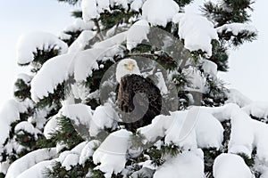 Americas Symbol sits on a snowy winter day