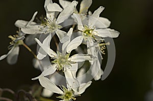 Amerikaans krentenboompje, Juneberry, Amelanchier lamarckii photo