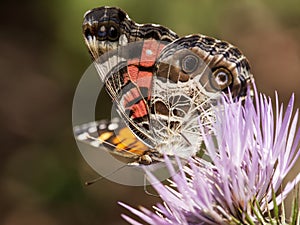 Amerikaanse distelvlinder, American Painted Lady