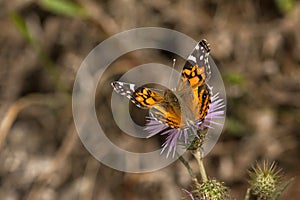 Amerikaanse distelvlinder, American Painted Lady