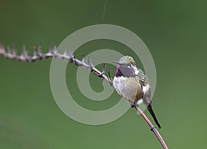 Amethistboself, Amethyst Woodstar, Calliphlox amethystina