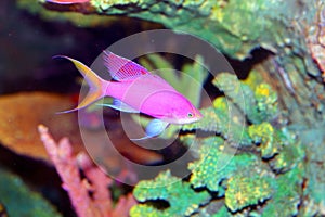 Amethyst anthias