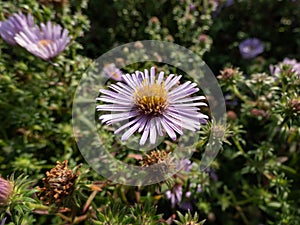 Amethyst Aster (Aster x amethystinus) with fuzzy stem and azure blue to violet or lavender flowers