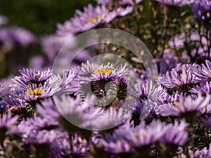 Amethyst Aster Aster x amethystinus hybrid between New England Aster and Heath aster has fuzzy stem and azure blue to violet or