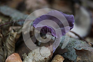 Amethyst Deceiver