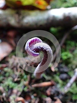 The Amethyst Deceiver