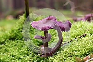 Amethyst deceiver - edible mushroom