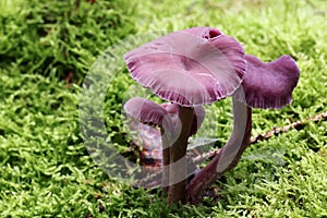 Amethyst deceiver - edible mushroom photo