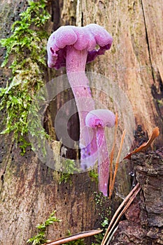 Amethyst deceiver - edible mushroom photo