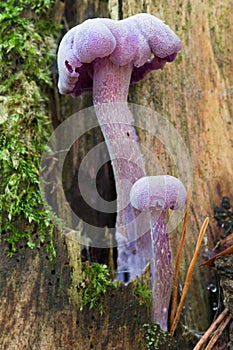 Amethyst deceiver - edible mushroom photo