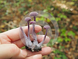 Amethyst deceiver edible wood mushroom