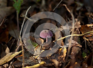 Amethyst Deceiver Fungus photo