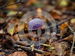 Amethyst Deceiver Fungus with Fly