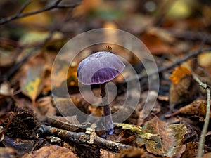 Amethyst Deceiver Fungus with Fly photo