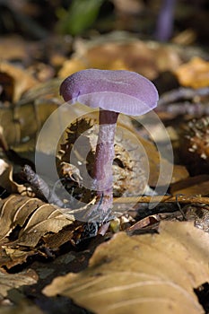 Amethyst Deceiver photo