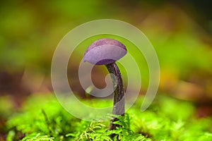 Amethyst Deceiver (Laccaria amethysteo-occidentalis) Mushroom photo