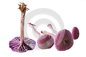 Amethyst deceiver mushroom photo