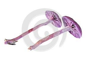 Amethyst deceiver mushroom photo